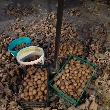 Varga Vendeghaz Totszerdahely
