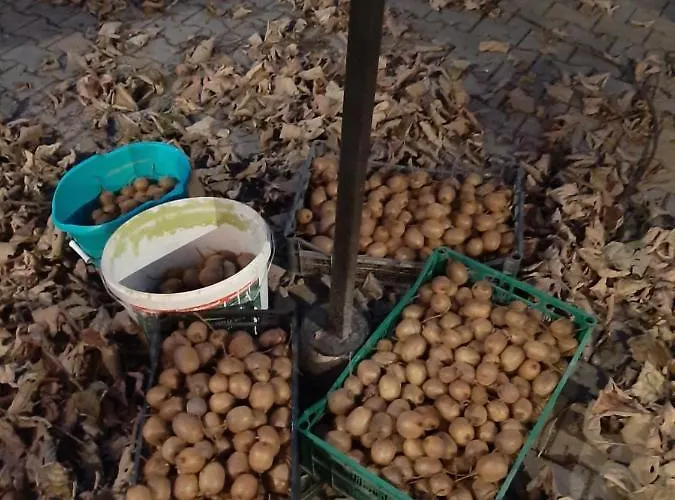 Varga Vendeghaz Totszerdahely